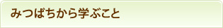 みつばちから学ぶこと