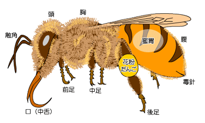 その他みつばち (小さな探検家シリーズ 1)