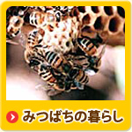 みつばちの暮らし