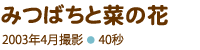 みつばちと菜の花、2003年4月撮影、40秒