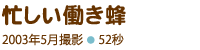 忙しい働き蜂、2003年5月撮影、52秒