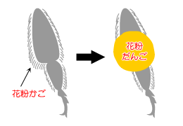 みつばちの体のつくり 花粉だんごとは