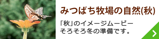 みつばち牧場の自然（秋）