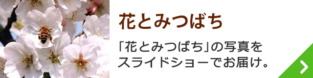 花とみつばち