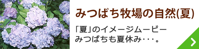 みつばち牧場の自然（夏）