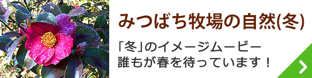 みつばち牧場の自然（冬）